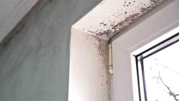 Best Crawl Space Mold Removal  in Freeman, SD