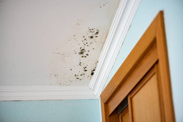Best Local Mold Removal Service  in Freeman, SD