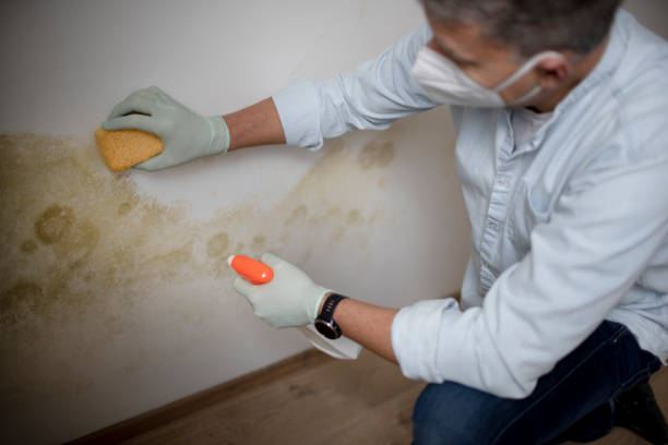 Mold Removal and Inspection in Freeman, SD