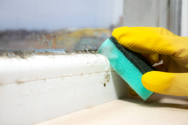 Best Local Mold Removal Service  in Freeman, SD