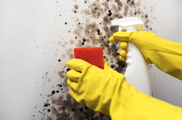 Best Water Damage Restoration  in Freeman, SD