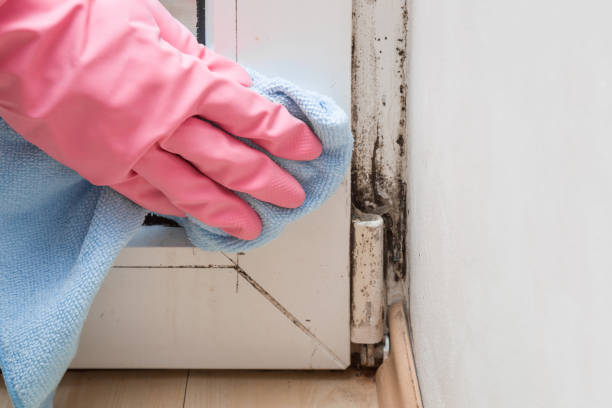 Best Office Mold Removal Services  in Freeman, SD